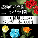 薔薇