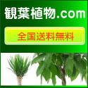 観葉植物.com
