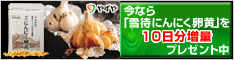 雪待にんにく卵黄